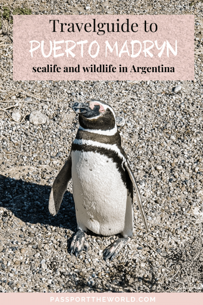 Things to do in Puerto Madryn | 5x whale, seal, penguin experiences!