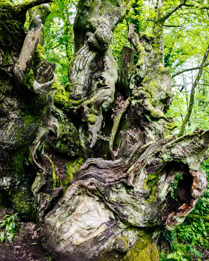 During the Camino Frances you'll encounter trees that are thousands of years old.