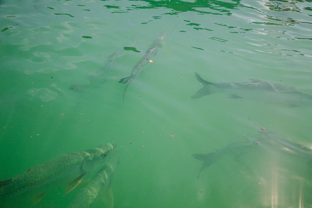 The tarpon is a saltwater fish that can grow up to 2.5 meters long and weigh 150 kilos.