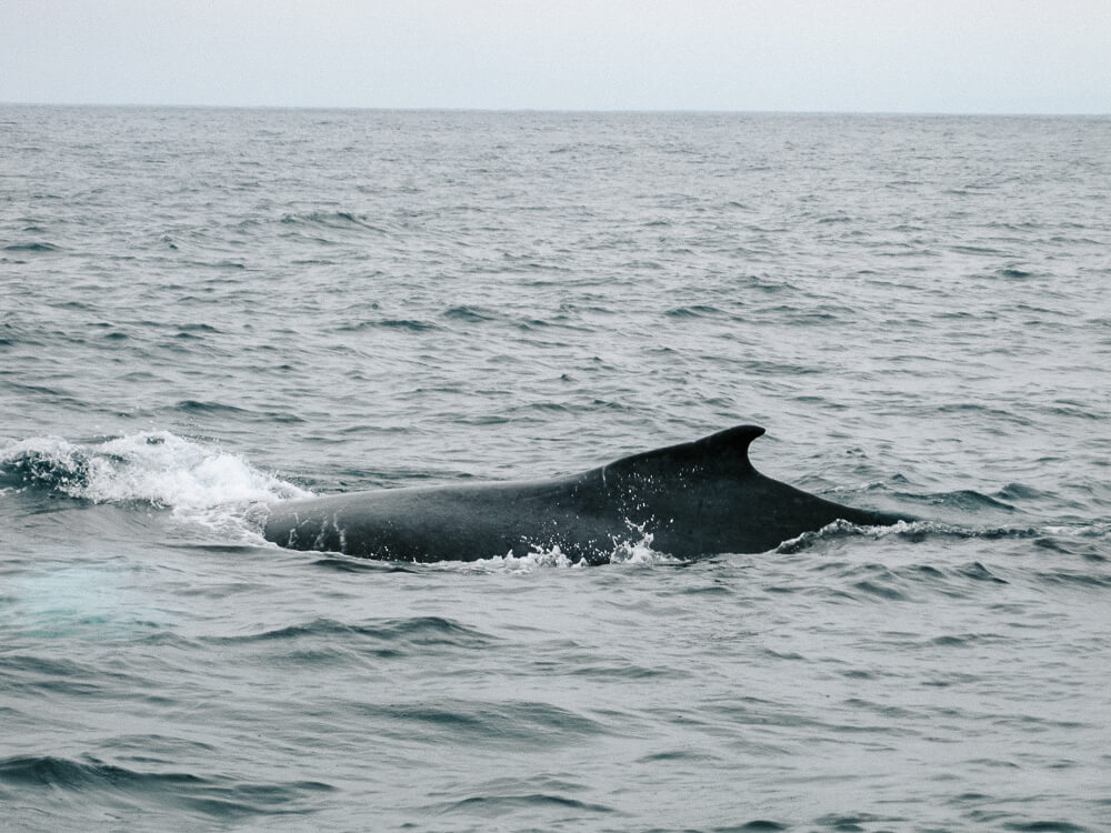 Puerto Lopez, located on the Pacific Ocean, offers a great chance to see humpback whales between June and September. 