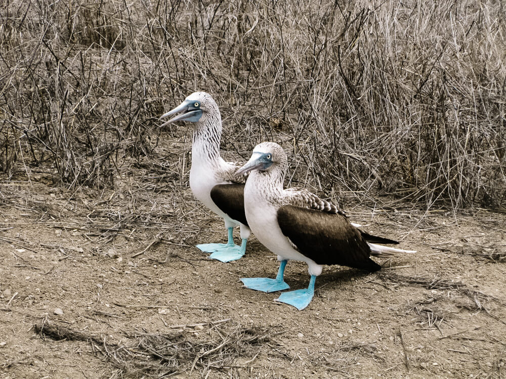 Isla de la Plata is often called the "poor man’s Galápagos" due to the bird species like the Booby and Frigatebird that you can spot here.