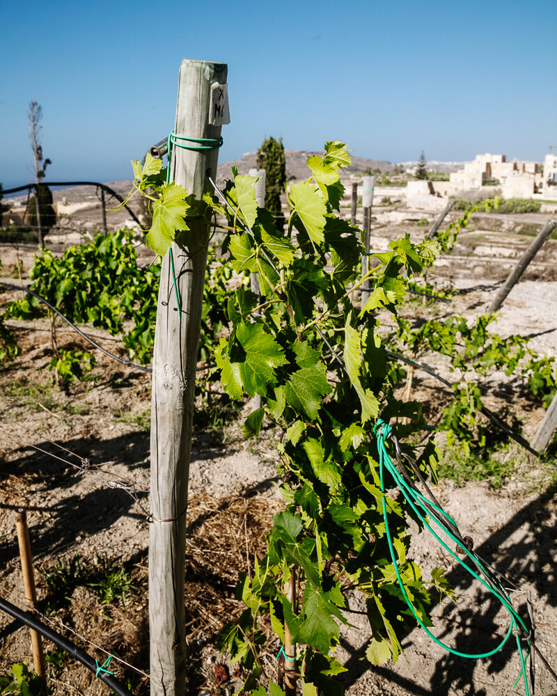 Winery Tal-Massar is located on the edge of the town of Gharb, in a natural environment, surrounded by small terraced vineyards.