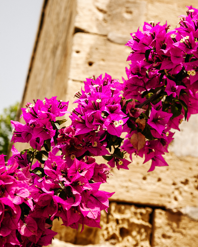 Roze bloemen tegen zandkleurige gebouwen.