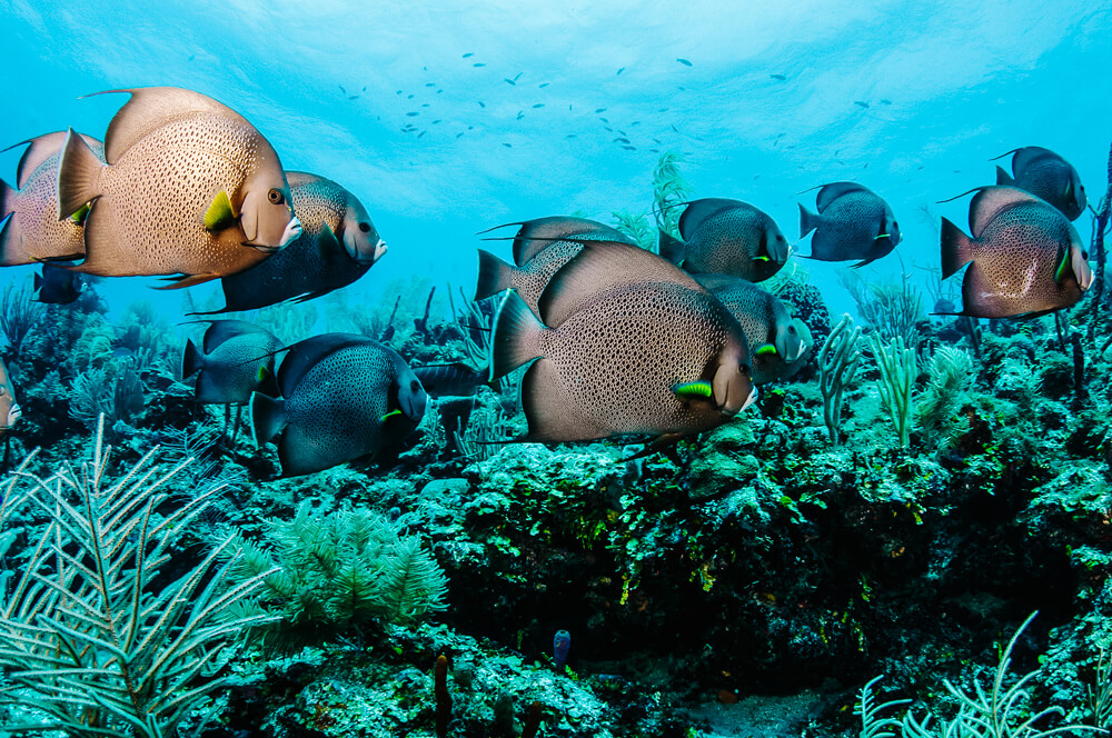 Het Belize Barrier Reef is een van de meest populaire bezienswaardigheden van het land.