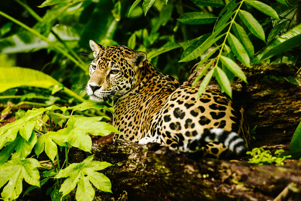 Het Cockscomb Basin Wildlife Sanctuary is een beschermd natuurreservaat in Belize en het eerste jaguarreservaat ter wereld. 