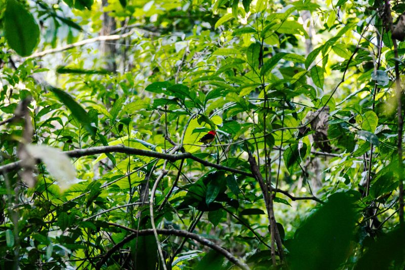 Black and red bird in Amazon Rainforest.