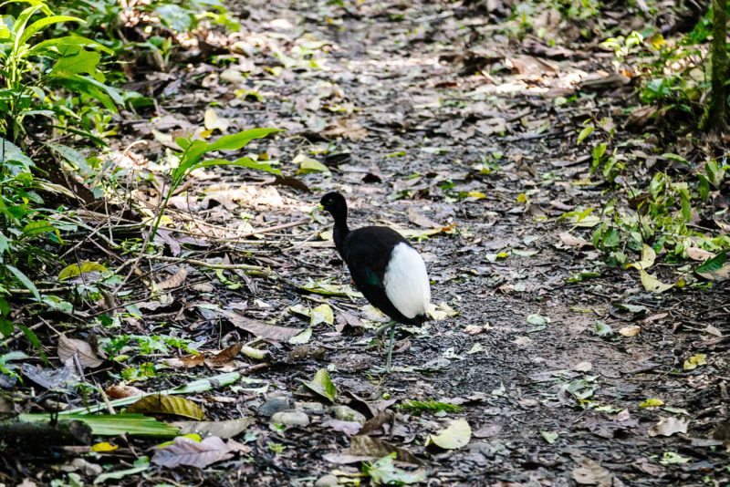 Black and white bird in Tambopata jungle in Peru.