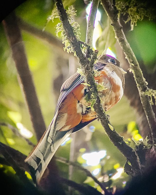 Beautiful bird in Tambopata jungle in Peru.