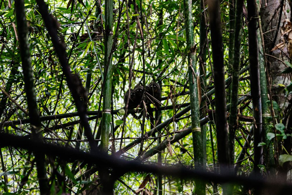 Night monkeys in Amazon Rainforest of Peru. 