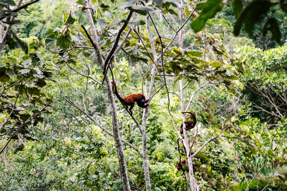 Howler monkeys in Tambopata jungle in Peru.