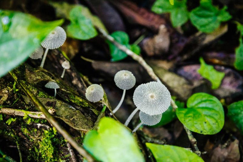 Mushrooms in Tambopata jungle in Peru.