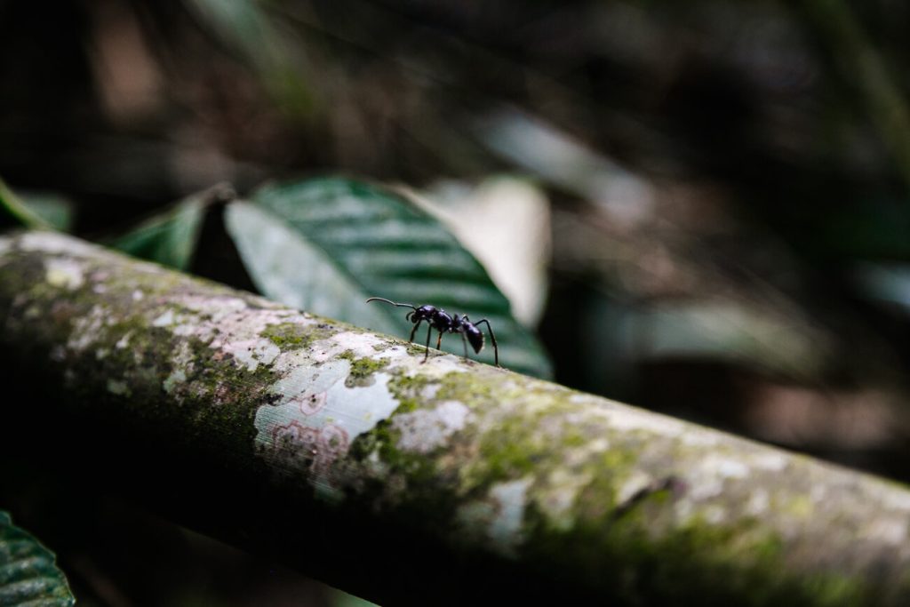 Bullet ant. This sting is described as the worst pain, coming from an insect.