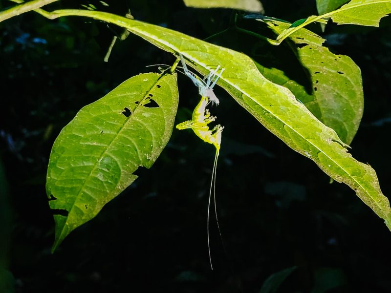 Insect in Amazon rainforest of Peru.