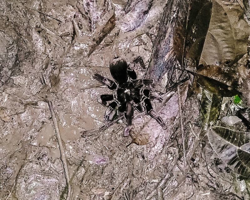 Tarantula in Amazon rainforest of Peru.