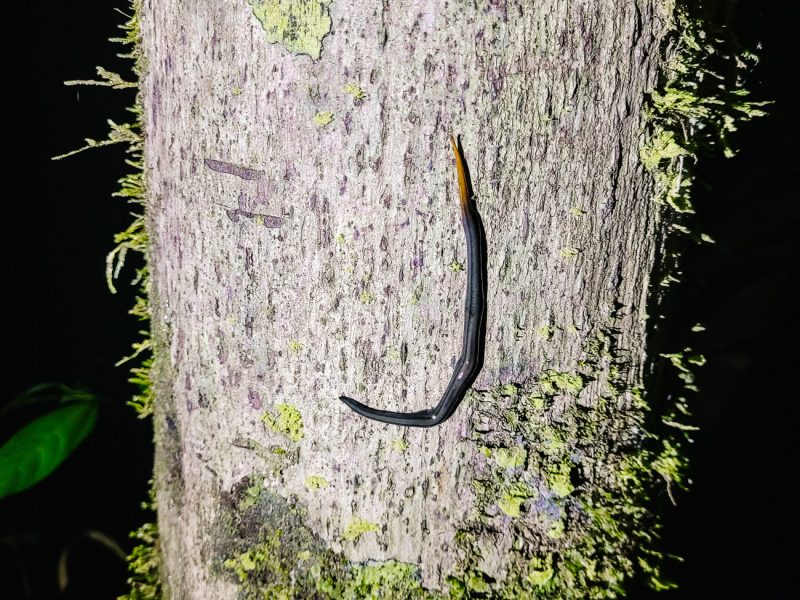 Leeches in Amazon Rainforest Peru.