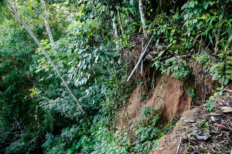 Mammal clay lick in Amazon Rainforest in Peru. 