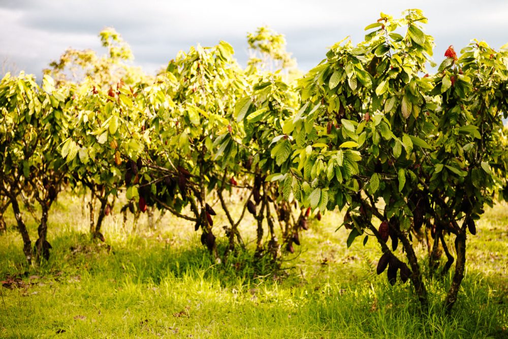 cacao trees in Colombia coffee region