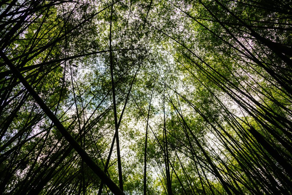 bamboo forest