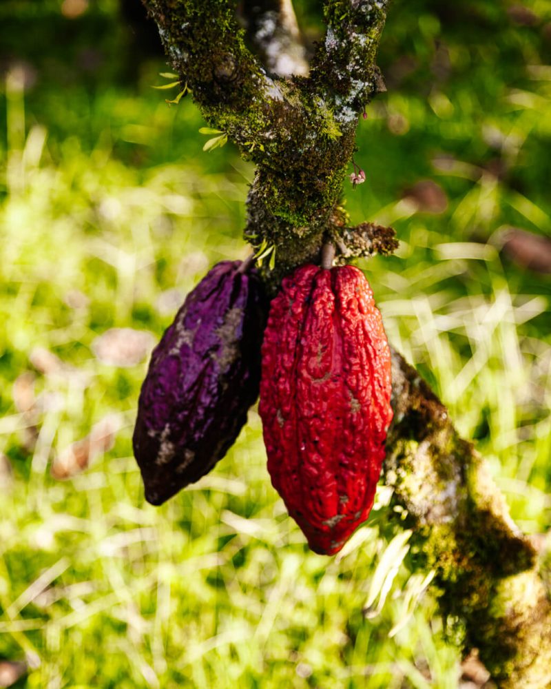 cacoa fruit