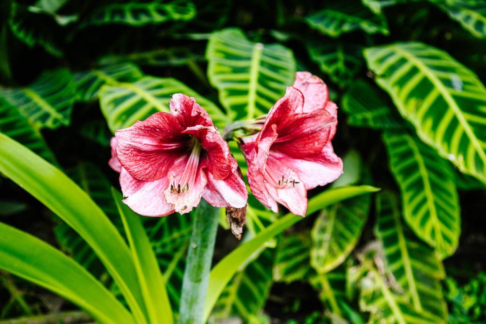 flowers in the Colombia coffee region 