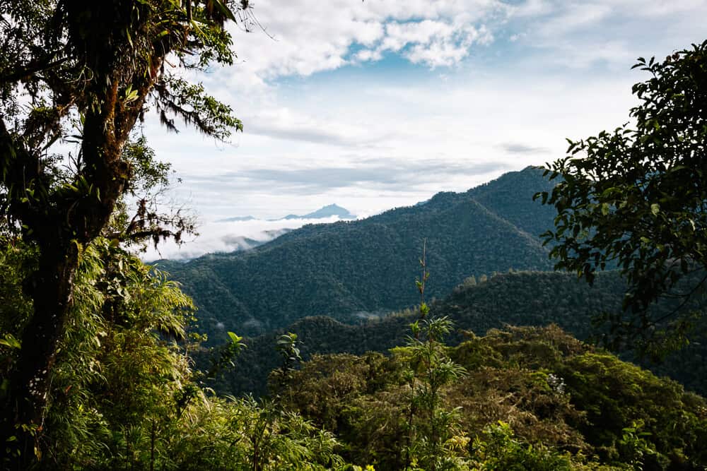 View of cloud forest.