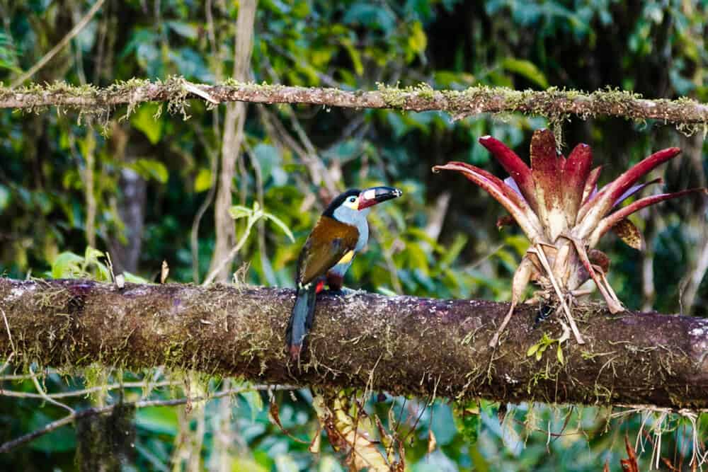 Andes Mountain Toucan.