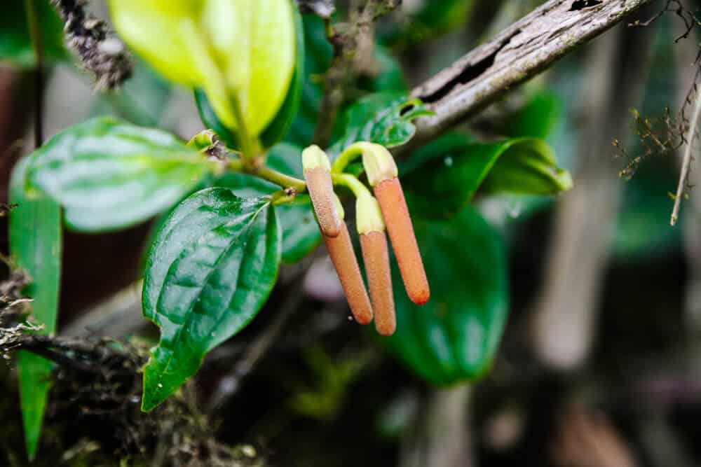 Orchid in cloud forest.