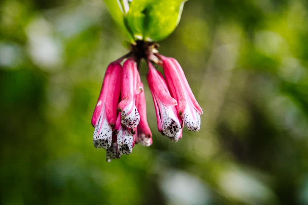 Orchid in cloud forest.