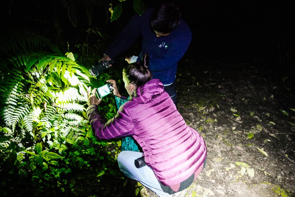 Night walk in cloud forest.