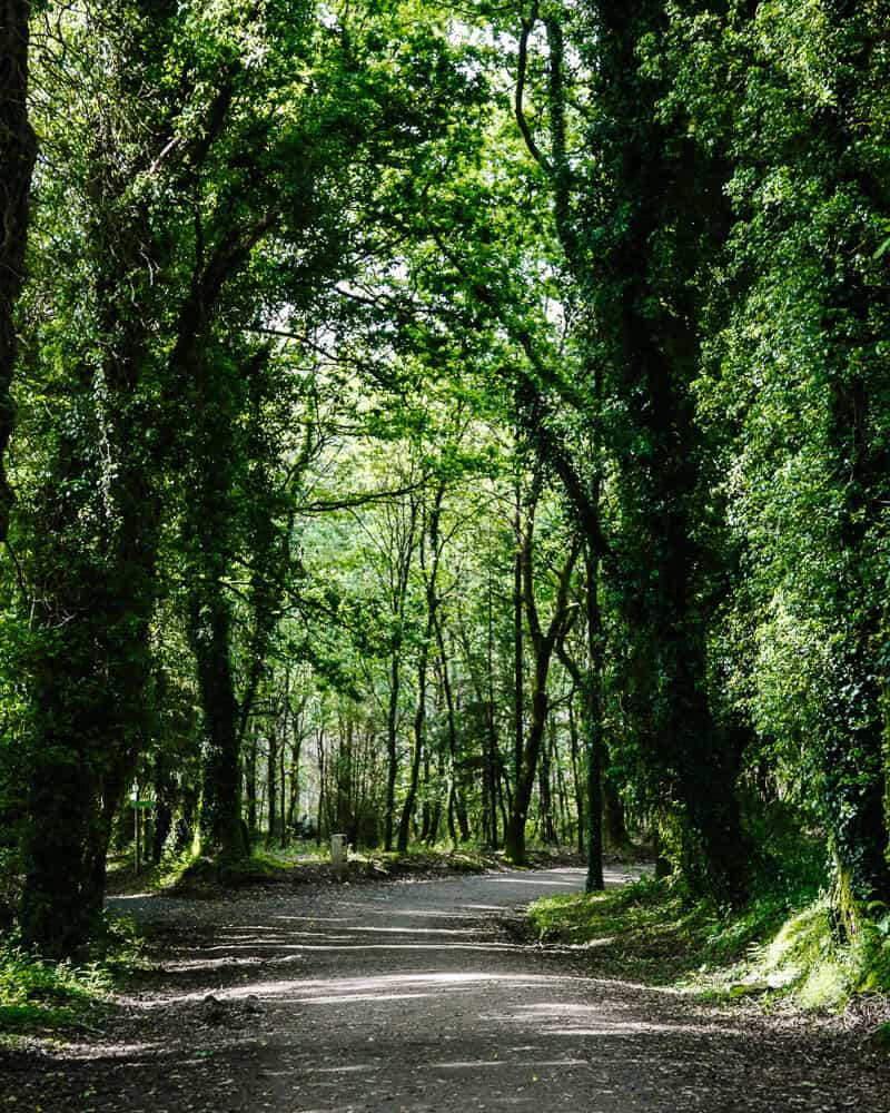 The last 100 km to Santiago de Compostela of the Camino Frances is a route you can complete in five days, walking an average of 24 kilometers per day.