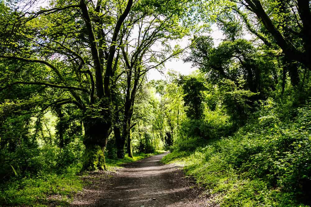 Camino de Santiago route: Discover the last 100 km to Santiago de Compostela of the Camino Frances, including a day-to-day description.