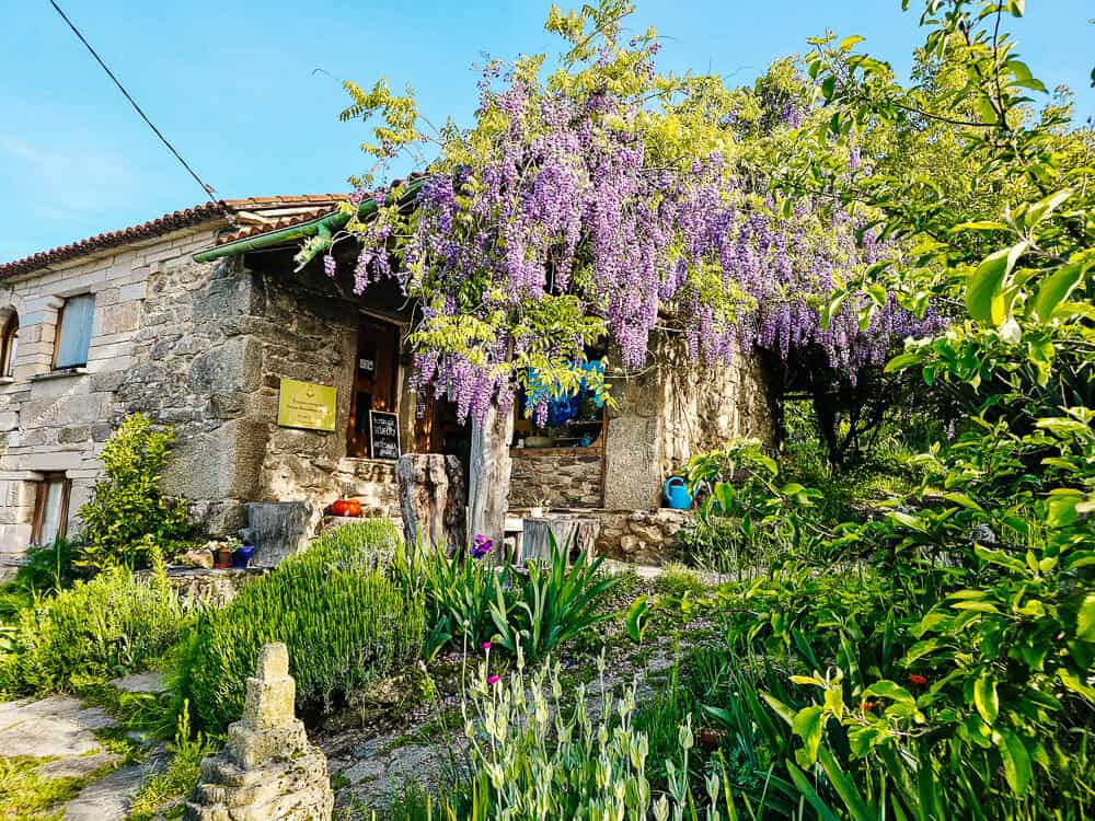 Purple flowers along the Camino Frances.