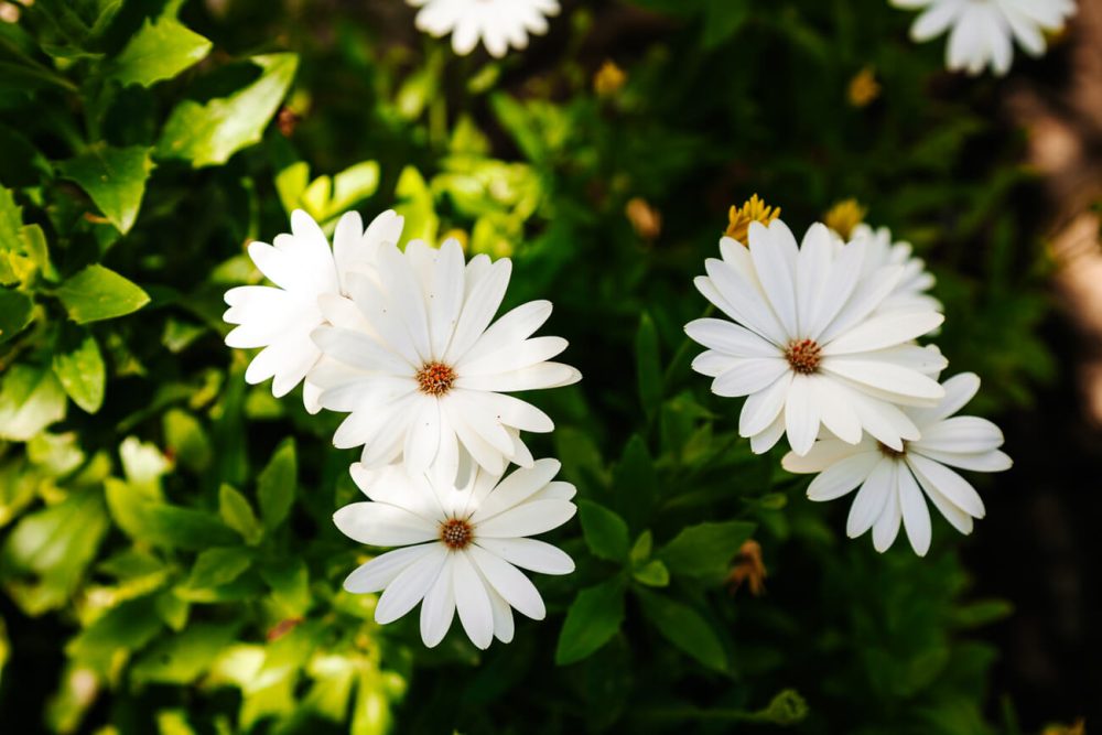 white flowers on biza