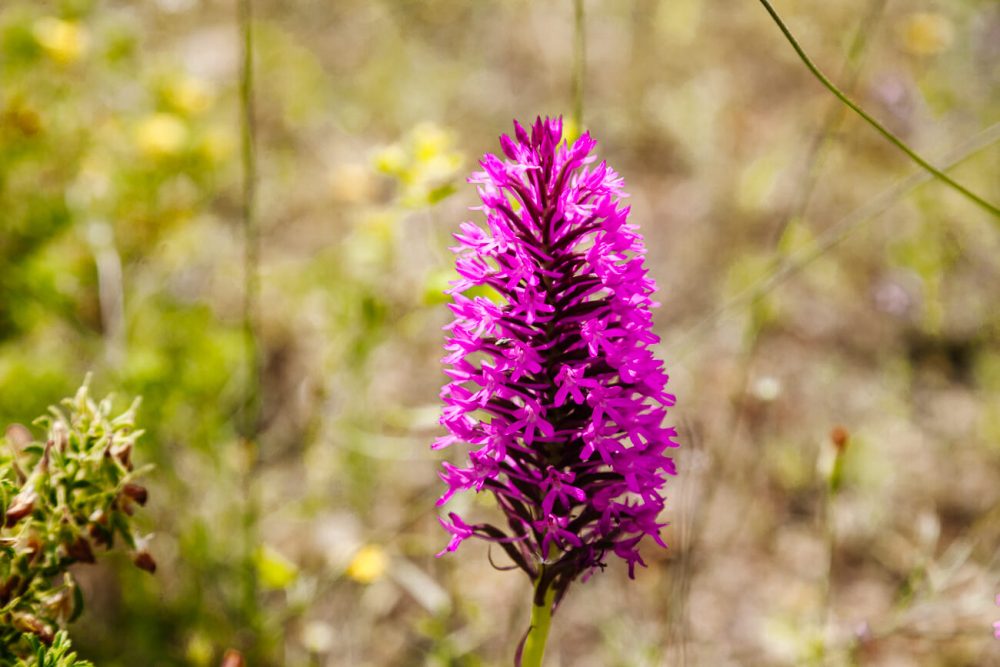 purple flower