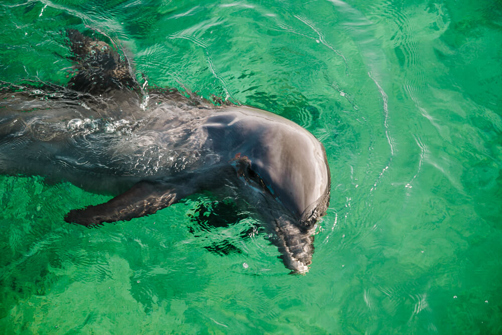 Dolphin at Oceanario Islas del Rosario in Colombia.