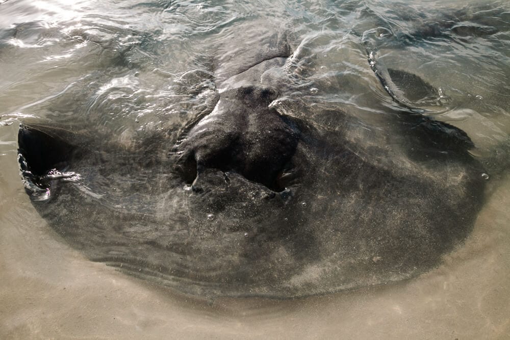 Stingray in Belize.