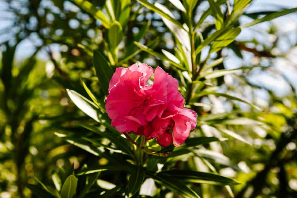 Pink flower.