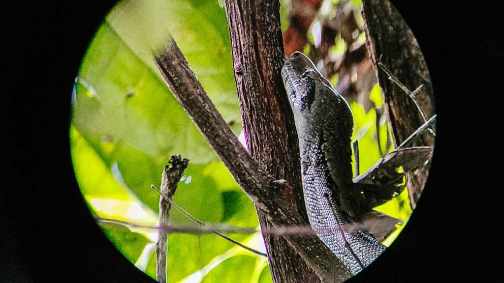 Boa constructor in Manuel Antonio National Park, one of the best things to do in Costa Rica.