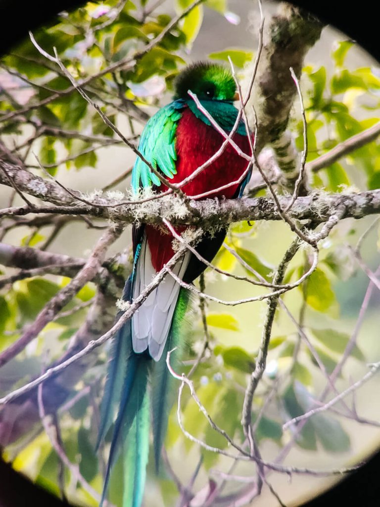 Quetzal vogel