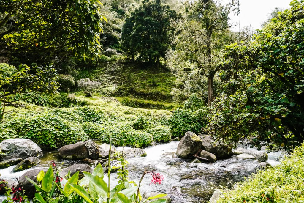 River with lots of green in San Gerardo de Dota Costa Rica.