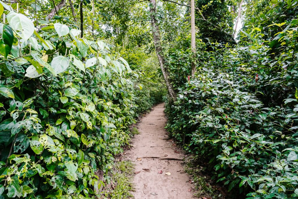 Trails in Cahuita National Park, one of the best things to do on the Caribbean Coast of Costa Rica.