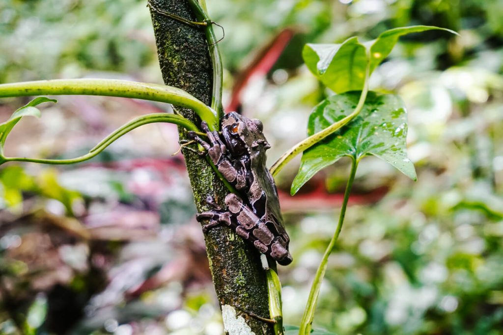 In Frog’s heaven you can admire and photograph numerous species of frogs up close.