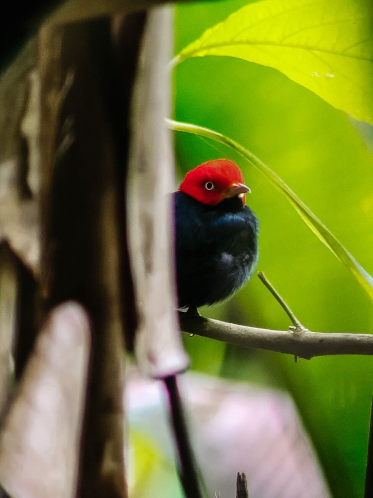 Bird in San Gerardo de Dota.