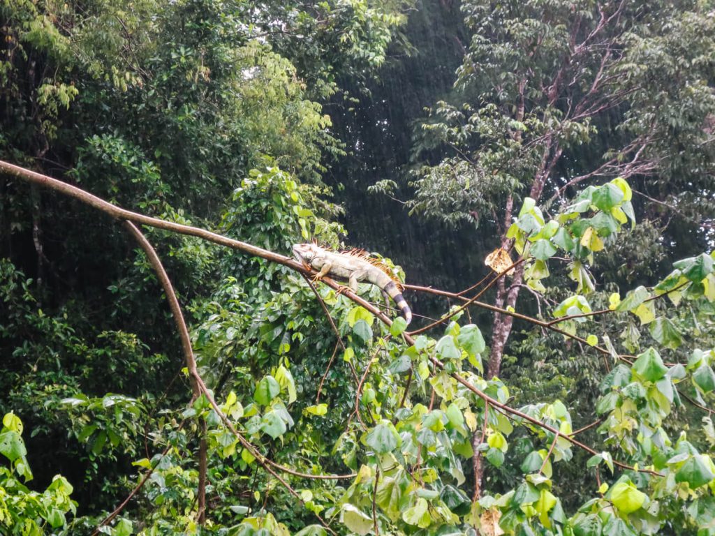 Iguana on tree in Tortugeuro National Park.