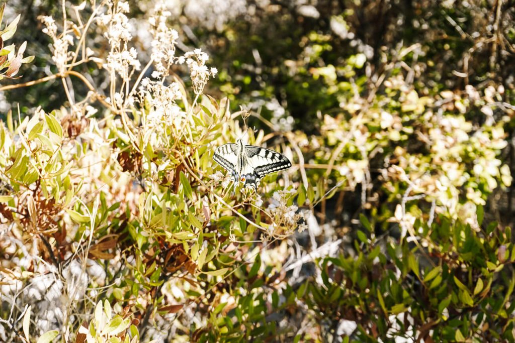 butterfly at Glavica hill Stari Grad, Hvar Croatia