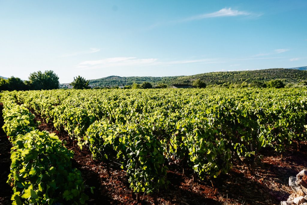 vineyard Hora Stari Grad, one of the excursions during the Sail Croatia cruise in Croatia