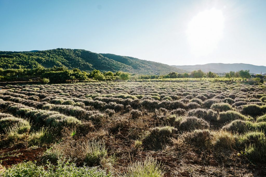 lavender fields in Hora Stari Grad, one of the excursions during the Sail Croatia cruise in Croatia