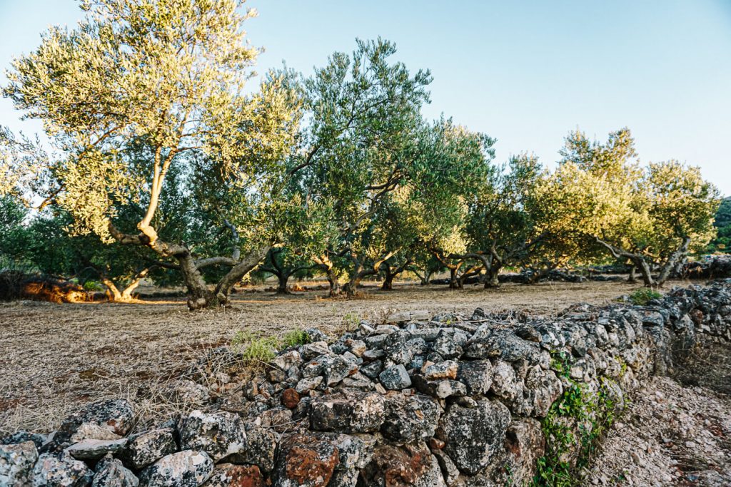 vineyard Hora Stari Grad, one of the excursions during the Sail Croatia cruise in Croatia