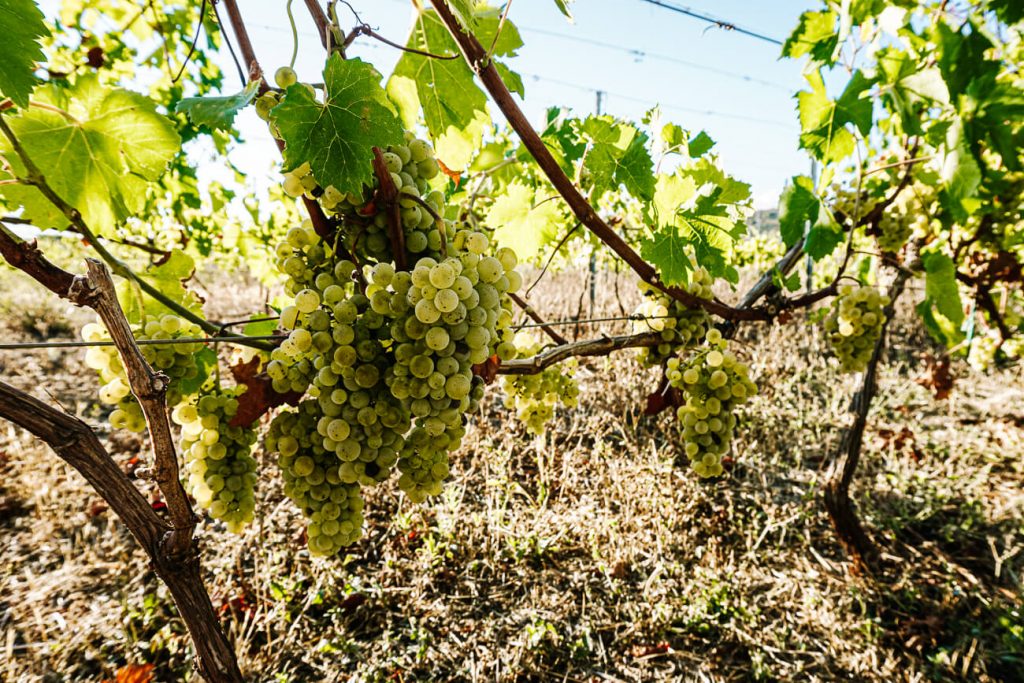 grapes at vineyard Hora Stari Grad, one of the excursions during the Sail Croatia cruise in Croatia