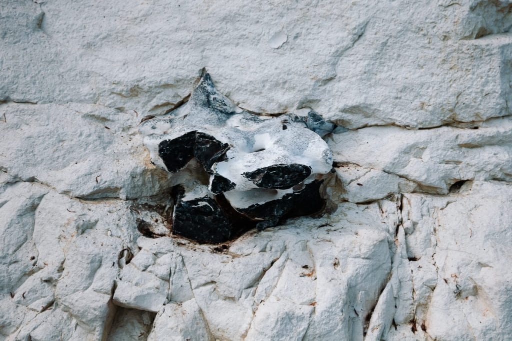 The Stevns Klint cliffs contain a unique fish clay layer, which consists of shells and skeletons of the life that once lived here. 